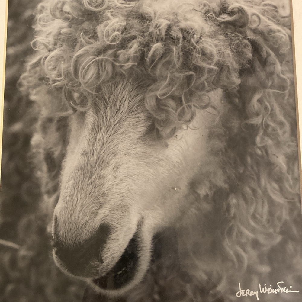 Sheep Photo ; Professionally photographed and matted 11x14